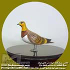 باقرقره شکم سفید